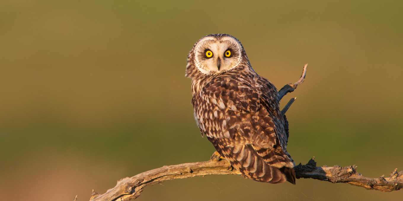 Hibou des marais @Fabrice Cahez